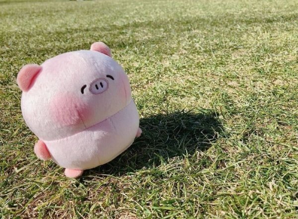 画像3: ぽてぽてこぶたちゃん てのりぬいぐるみ(こぶたちゃん) (3)